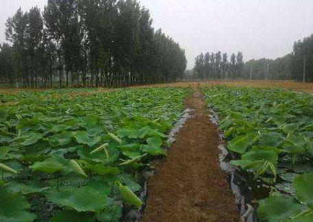 藕池養殖防滲膜